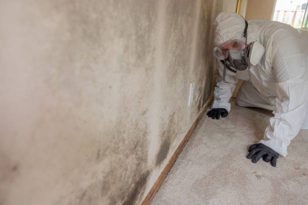 Why You Should Choose Our Mold Remediation Services in Deer Park, NY